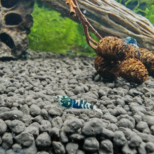 caridina  nanashis black issue purple