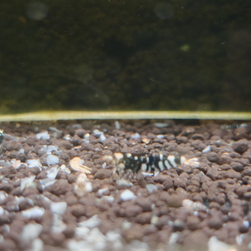 caridina  tiger fancy black