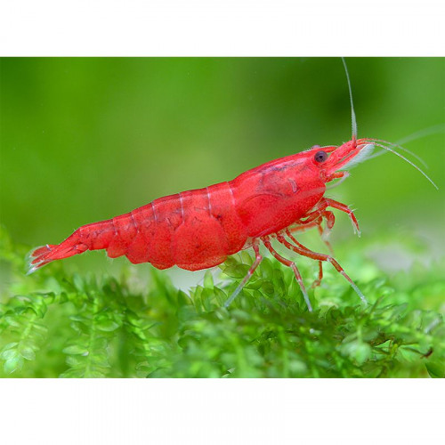 Crevettes Sakura Red Cherry très rouges,  lot de 10