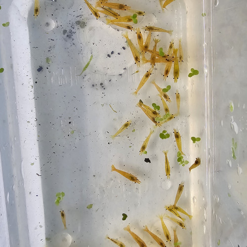 Neocaridina yellow