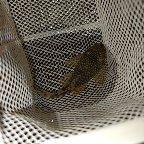 Ancistrus noir a point jaune