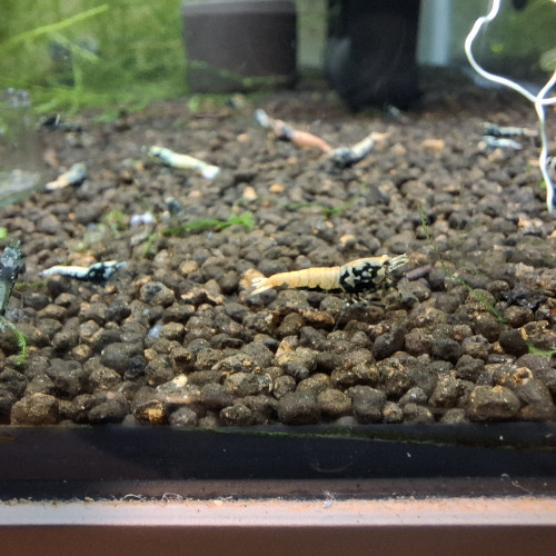 Crevettes juvéniles Boa