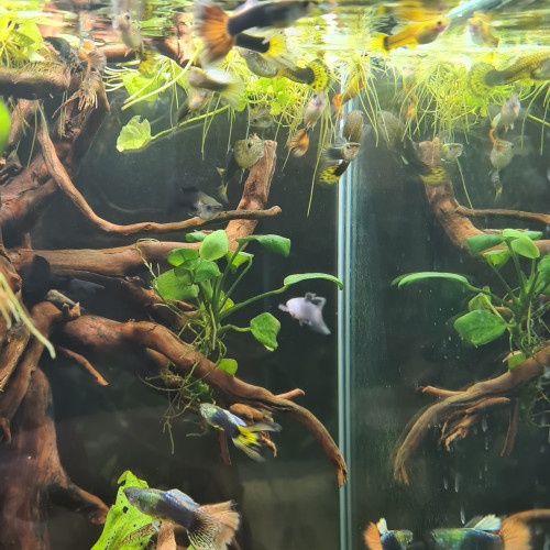 Guppy Poecilia reticulata