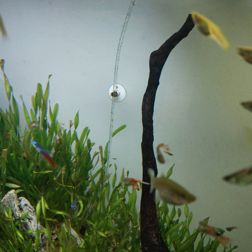 Guppy endler mâle et/ou femelle