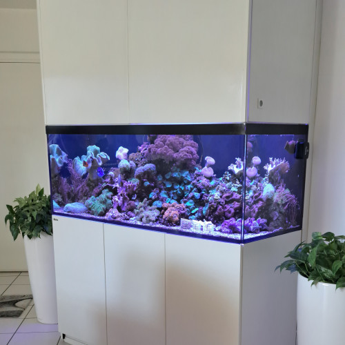 Reefer 525