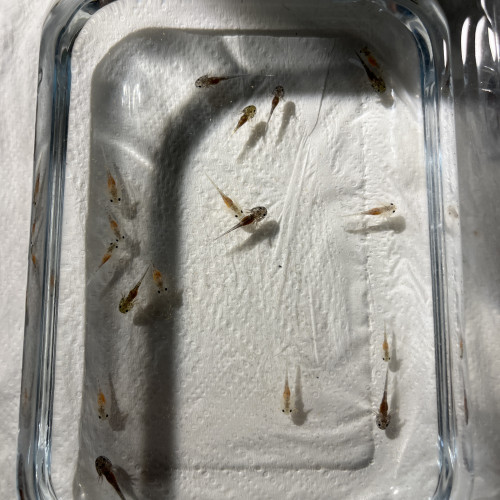 Bébés axolotls