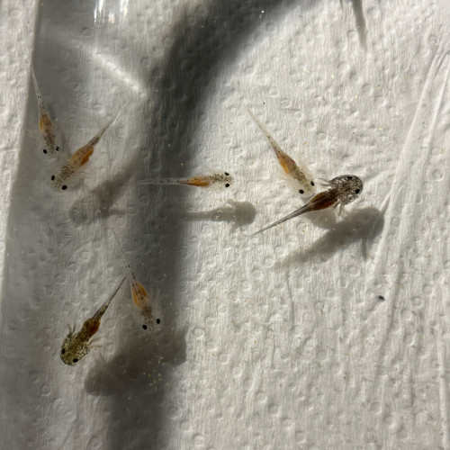 Bébés axolotls