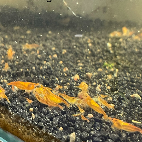 Neocaridina