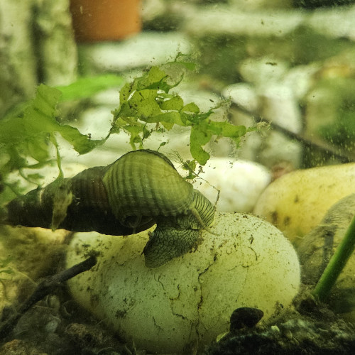 Escargot d'eau douce