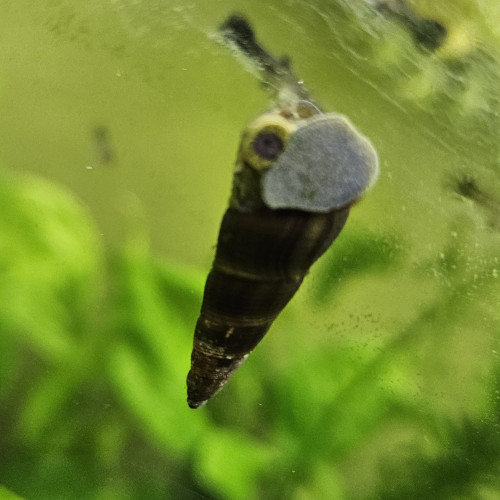 Escargot d'eau douce