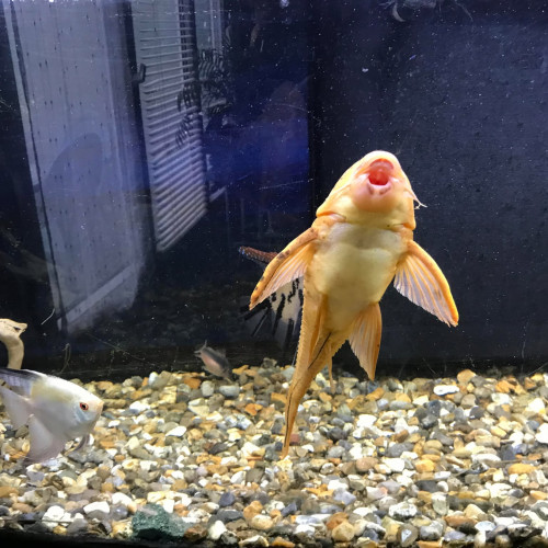 pléco albinos.