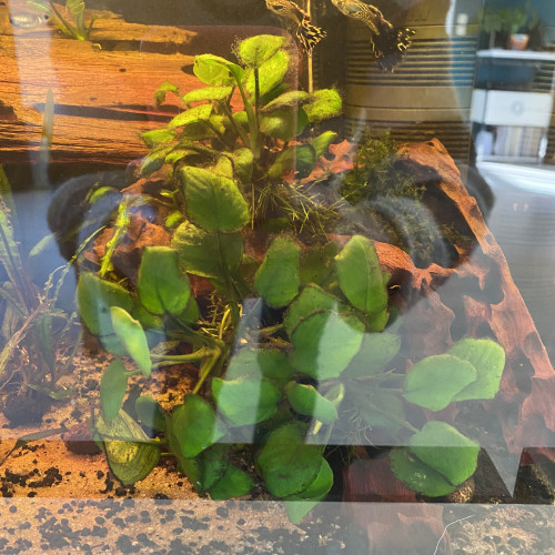 Plantes anubia