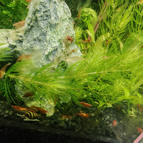 Crevettes déclassées