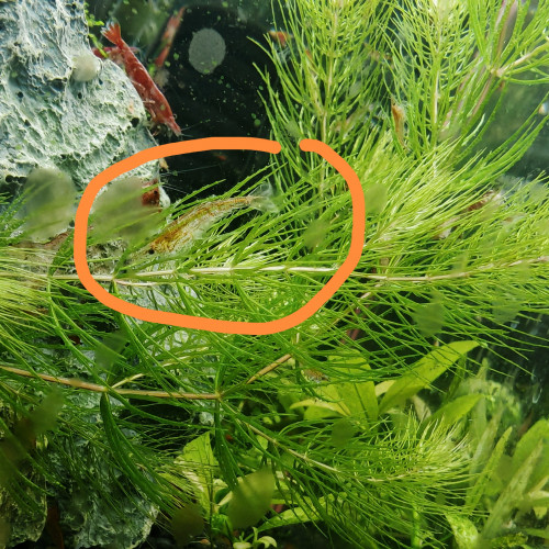 Crevettes déclassées