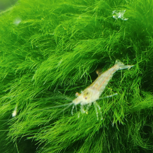 Crevettes déclassées