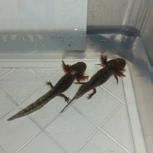Bébés axolotls à vendre