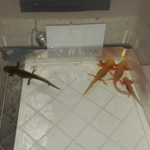 Bébés axolotls à vendre