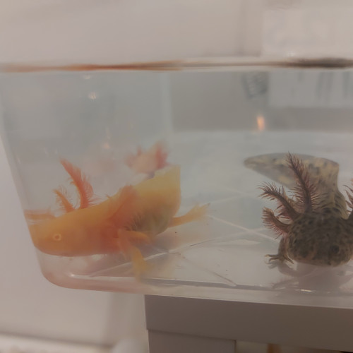 Bébés axolotls à vendre