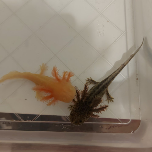 Bébés axolotls à vendre