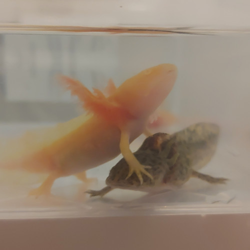 Bébés axolotls à vendre