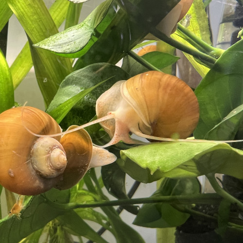 Escargot pomme ampullaire