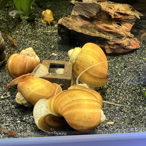Escargot pomme ampullaire