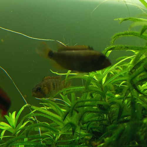 Apistogramma nijsseni