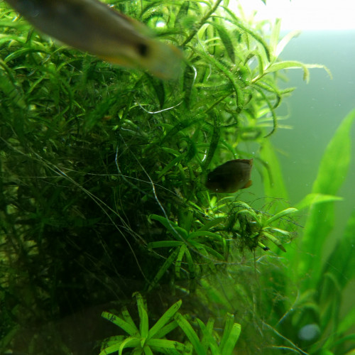 Apistogramma nijsseni