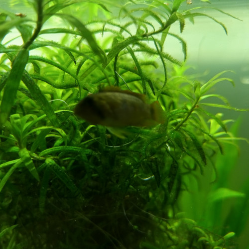 Apistogramma nijsseni