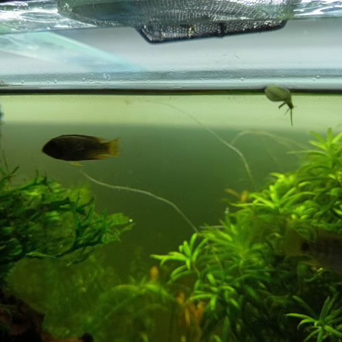Apistogramma nijsseni