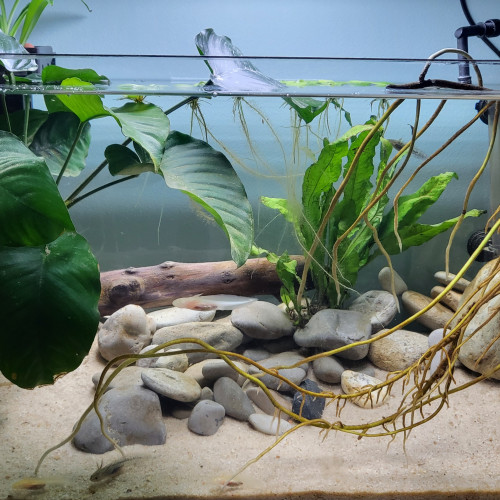 Bébé axolotl à réserver !