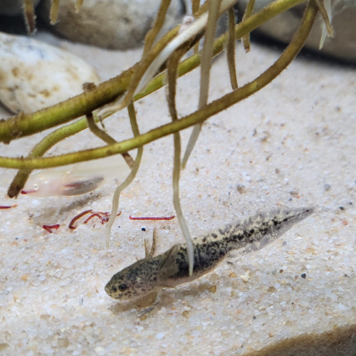 Bébé axolotl à réserver !