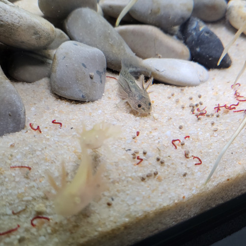 Bébé axolotl à réserver !
