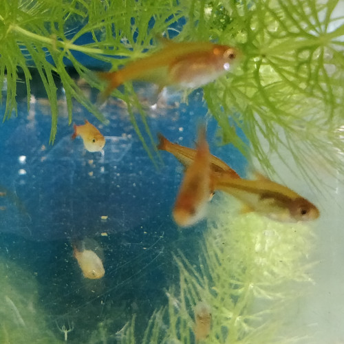 Divers poissons d'eau douce