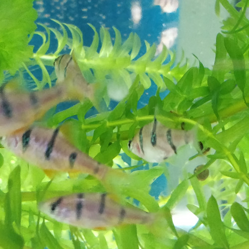 Divers poissons d'eau douce