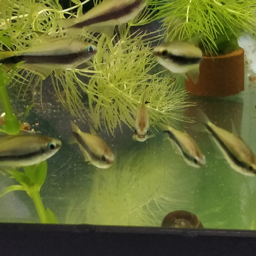 Divers poissons d'eau douce
