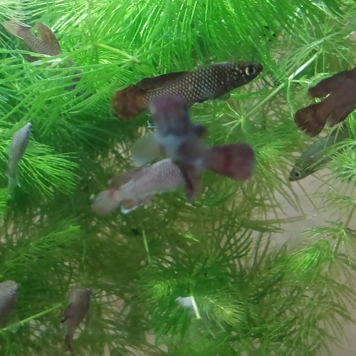 Divers poissons d'eau douce