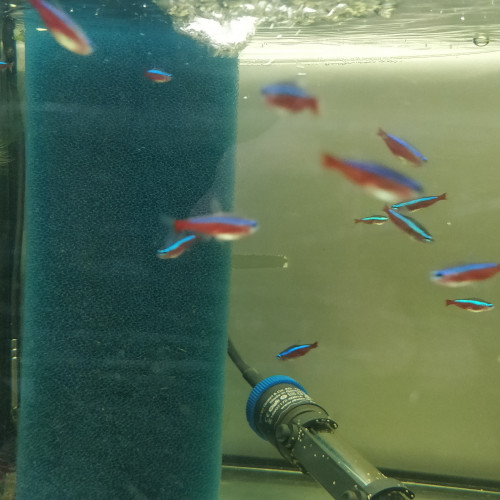 Divers poissons d'eau douce