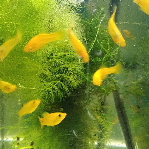 Divers poissons d'eau douce
