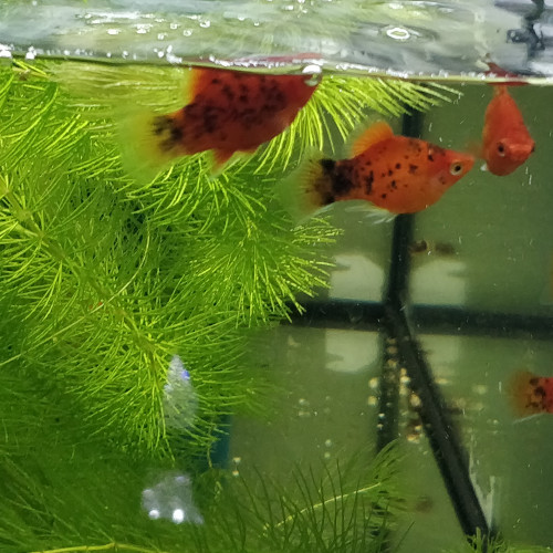 Divers poissons d'eau douce