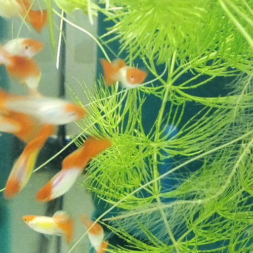 Divers poissons d'eau douce