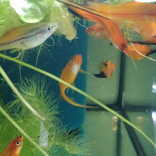 Divers poissons d'eau douce