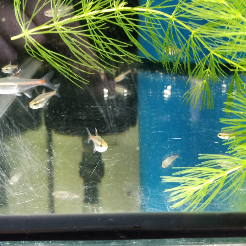 Divers poissons d'eau douce