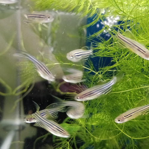 Divers poissons d'eau douce