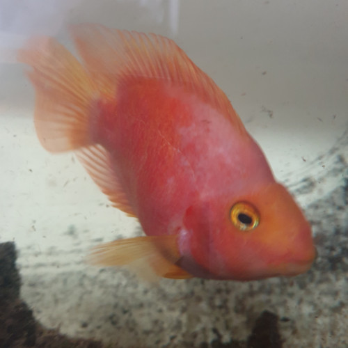 2 red Parrot de 20 cm