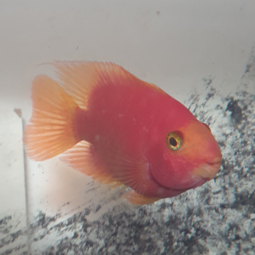 2 red Parrot de 20 cm