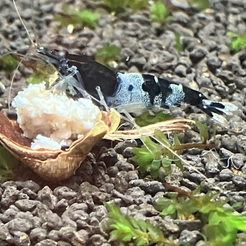 Crevettes caridina pattern et couleurs différentes