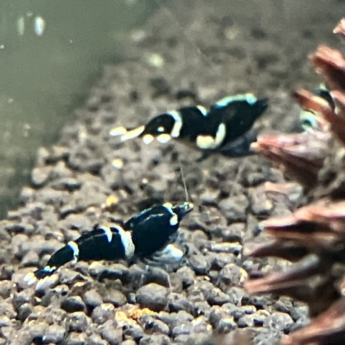 Crevettes caridina pattern et couleurs différentes