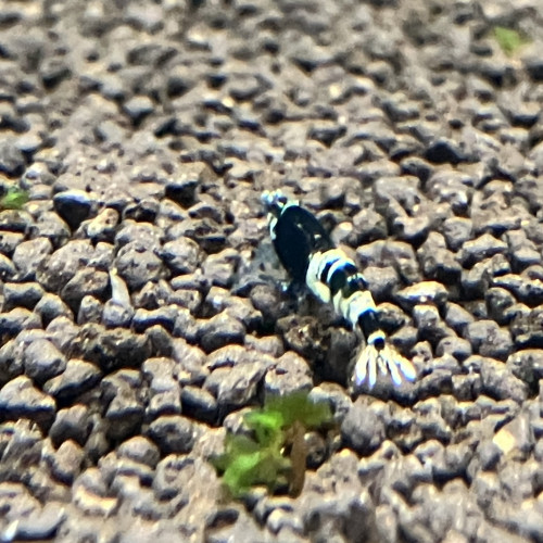 Crevettes caridina pattern et couleurs différentes