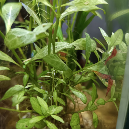 Crevettes Red Cherry